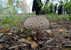 Wycieczka uczestników projektu" Ekomłodzi mają głos"