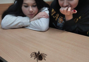 Lekcja o ptasznikach w Karskim