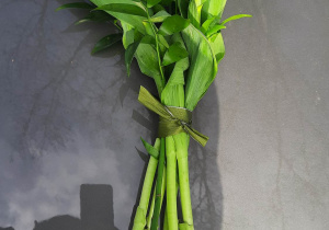 Tulipany na urodziny Karskiego.